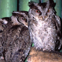 Philippine Scops Owl