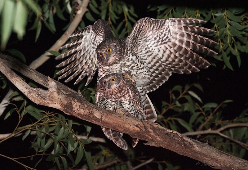 A pair of Powerful Owls mating on a branch at night by Ákos Lumnitzer