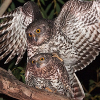 Powerful Owl