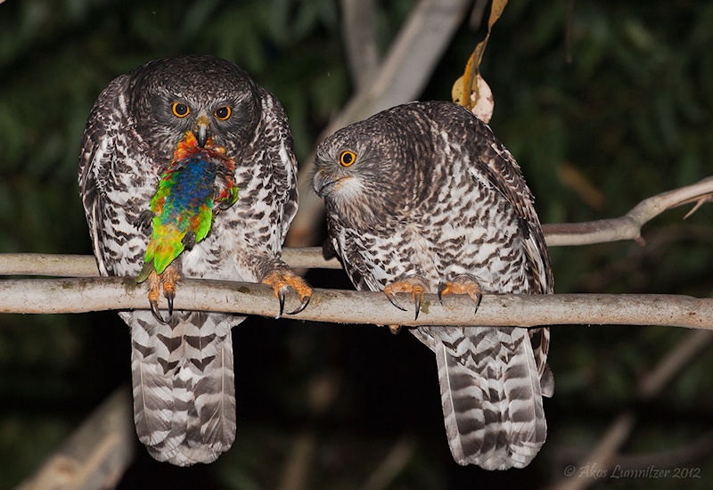 Two Powerful Owls about to eat a Rainbow Lorikeet by Ákos Lumnitzer
