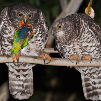 Powerful Owl