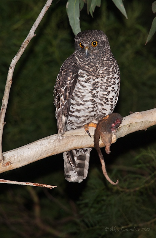 Powerful Owl perched on a branch with a dead possum at night by Ákos Lumnitzer