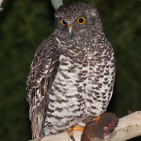 Powerful Owl