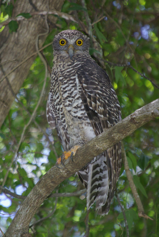 Powerful Owl at roost in the foliage by Deane Lewis