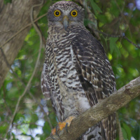 Powerful Owl