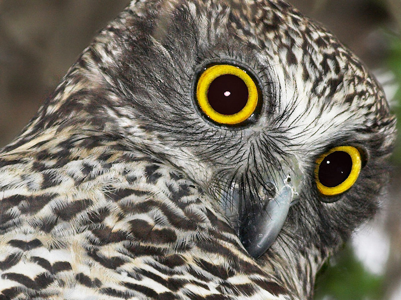 Close facial view of a Powerful Owl by Julian Robinson