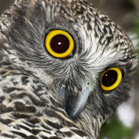 Powerful Owl