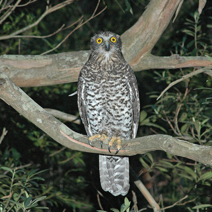 Powerful Owl perched on a branch at night by Richard Jackson