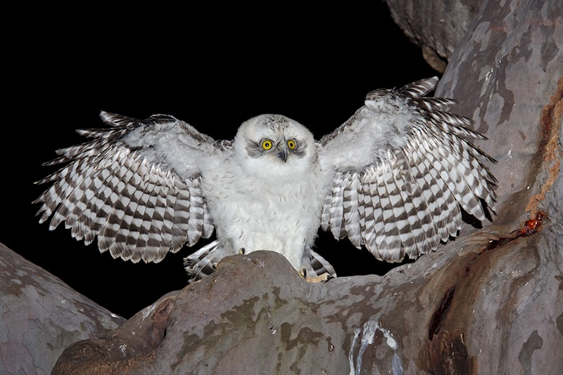 A young Powerful Owl with wings outspread by Richard Jackson
