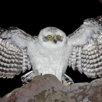 Powerful Owl