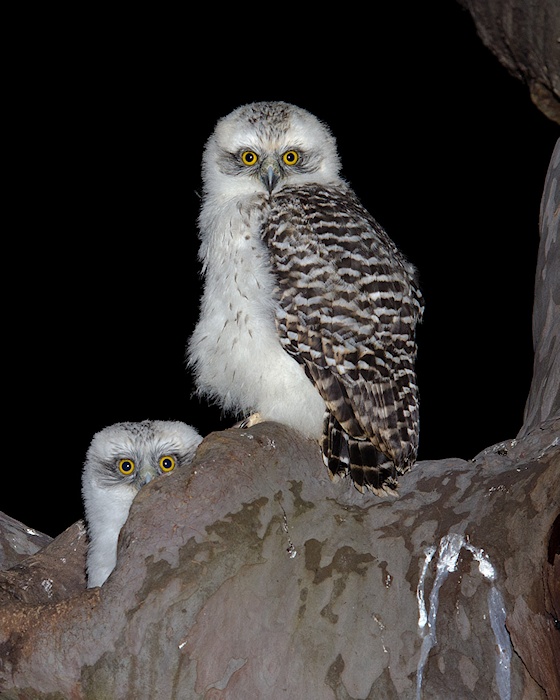 Two young Powerful Owls at the entrance to their nest hole by Richard Jackson