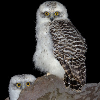 Powerful Owl