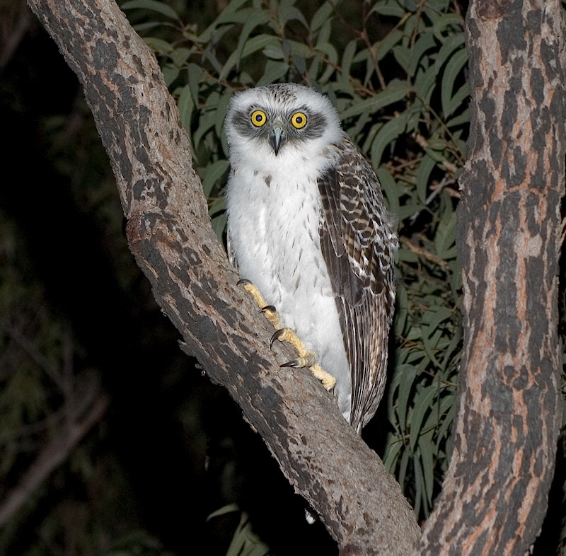A young Powerful Owl perched in the fork of a tree at night by Richard Jackson
