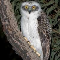 Powerful Owl