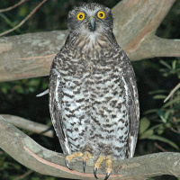 Powerful Owl