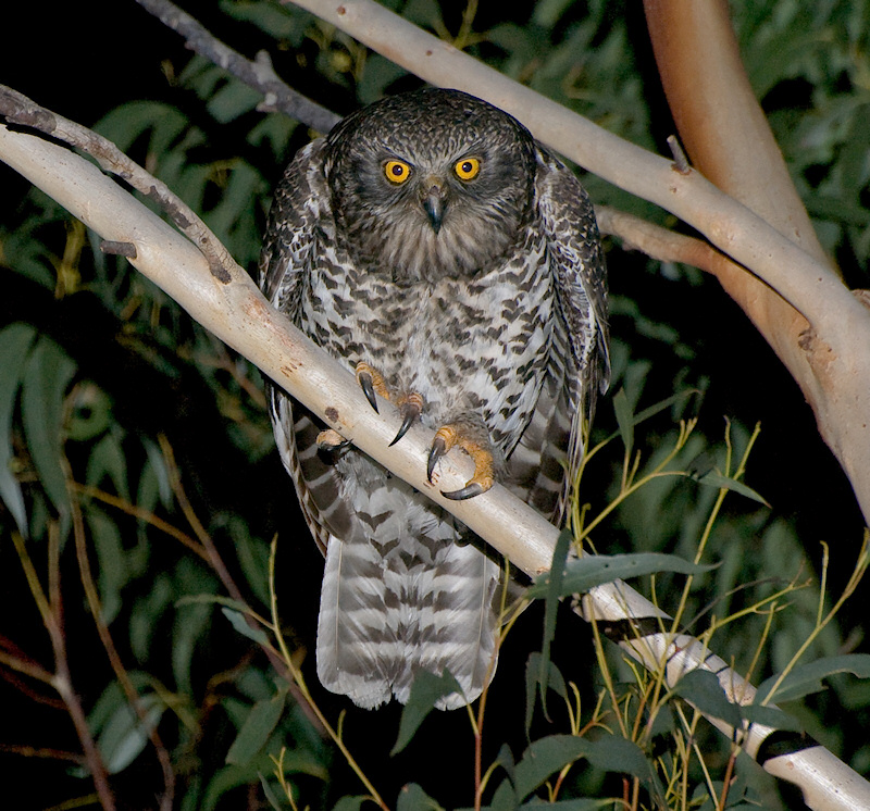 Powerful Owl hunched over a branch at night by Richard Jackson