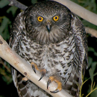 Powerful Owl