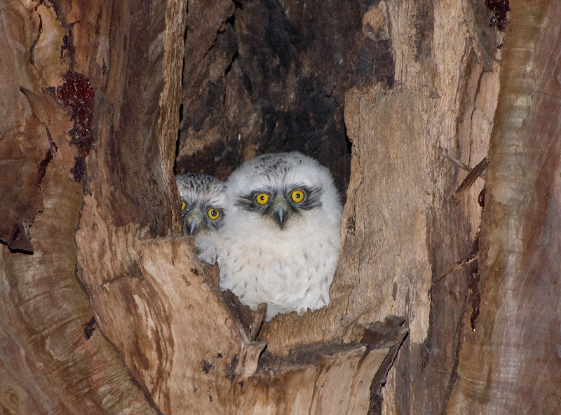 Two young Powerful Owl looking out of their nest hollow by Richard Jackson