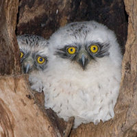 Powerful Owl