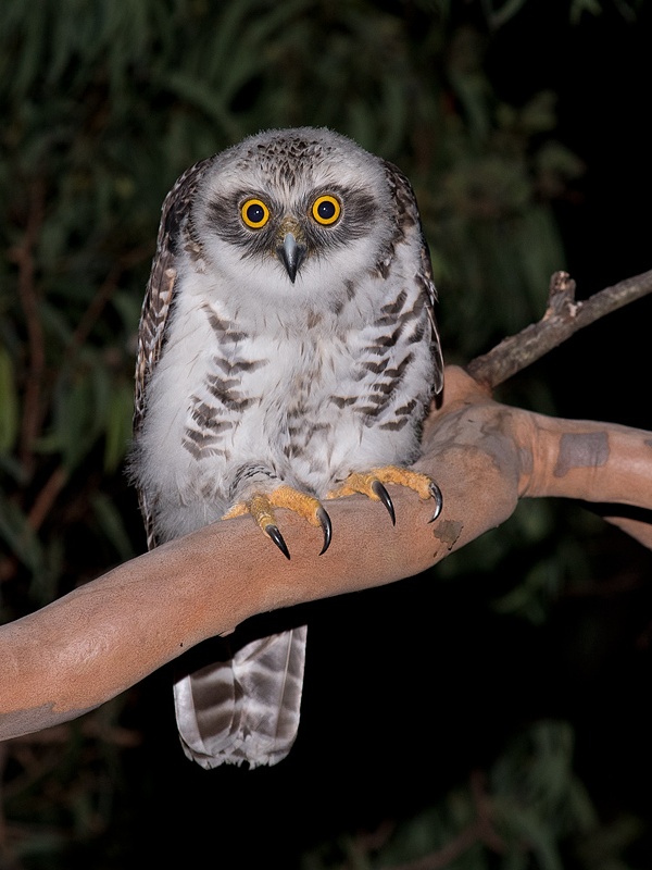 Close view of a young Powerful Owl hunched over a branch by Richard Jackson