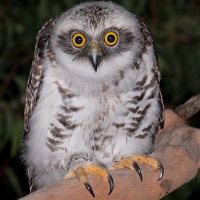 Powerful Owl