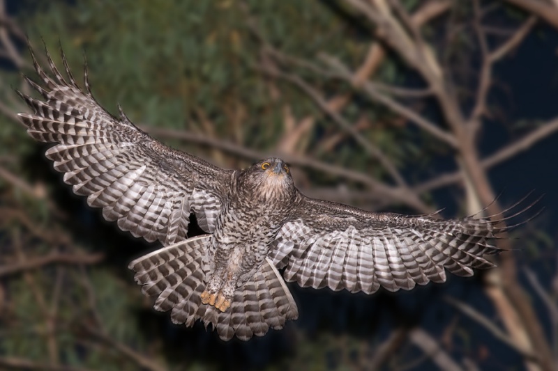 Powerful Owl flying overhead with wings and tail spread by Richard Jackson
