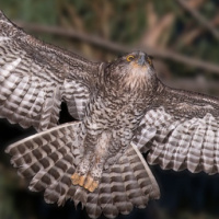 Powerful Owl