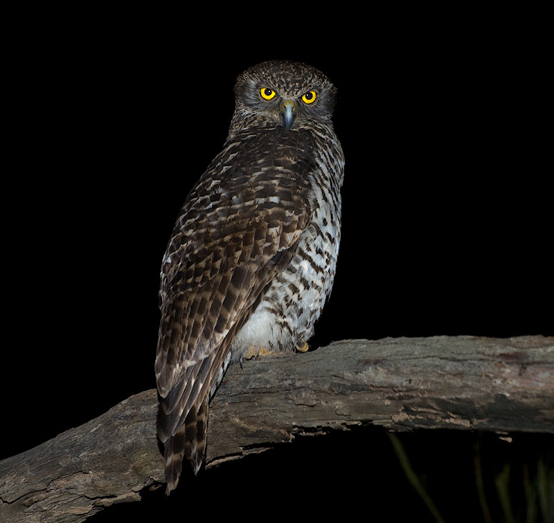 Rear view of a majestic Powerful Owl looking back by Richard Jackson