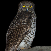 Powerful Owl