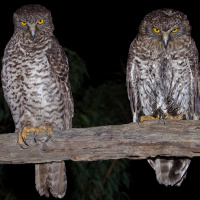 Powerful Owl