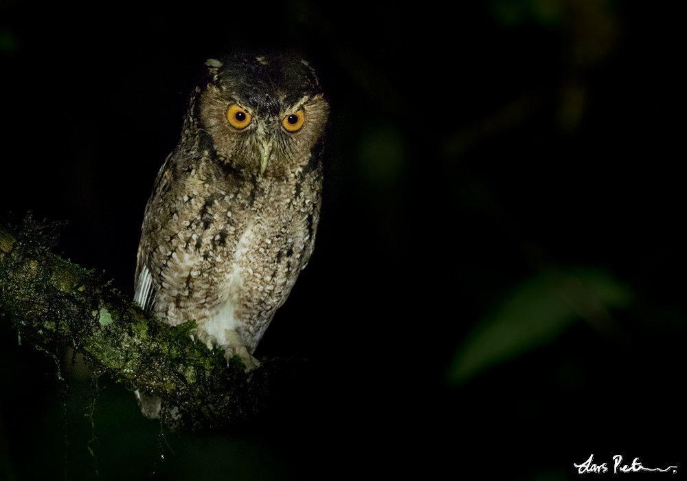 Rajah Scops Owl perched on a branch on a dark night by Lars Petersson