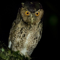 Rajah Scops Owl