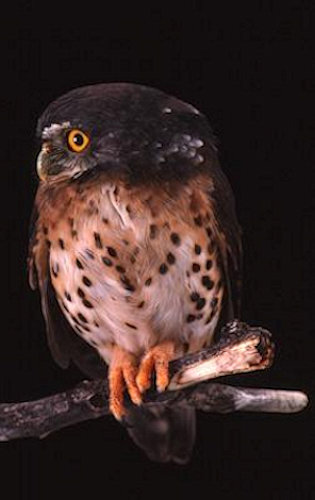 Red-chested Owlet looking to the side by Brian Schmidt