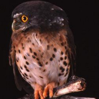 Red-chested Owlet