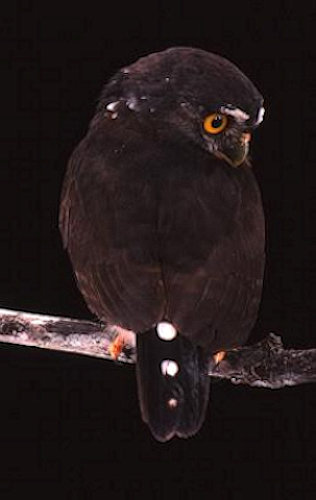 Rear view of a Red-chested Owlet looking to the side by Brian Schmidt