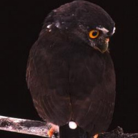 Red-chested Owlet