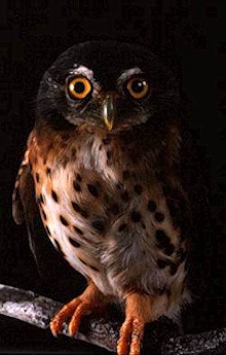 Red-chested Owlet looking straight at us by Brian Schmidt