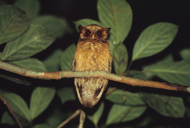 Front facing Reddish Scops Owl on branch by Bram Demeulemeester