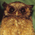 Reddish Scops Owl