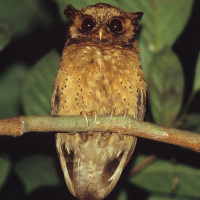 Reddish Scops Owl