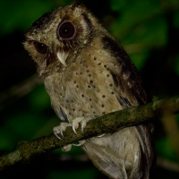 Reddish Scops Owl