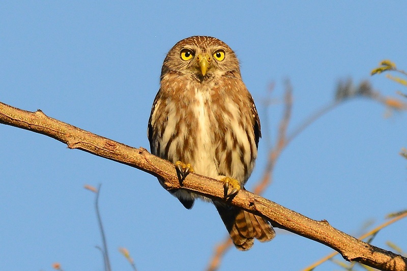 Front view of a Ridgway's Pygmy Owl looking ahead by Alan Van Norman