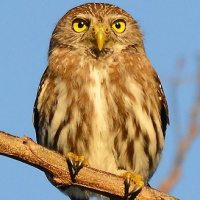 Ridgway's Pygmy Owl