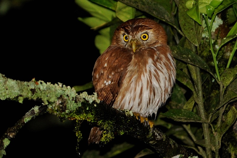 Ridgway's Pygmy Owl perched on a lichen covered branch at night by Alan Van Norman