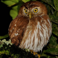 Ridgway's Pygmy Owl