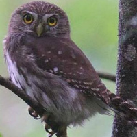 Ridgway's Pygmy Owl