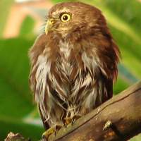 Ridgway's Pygmy Owl