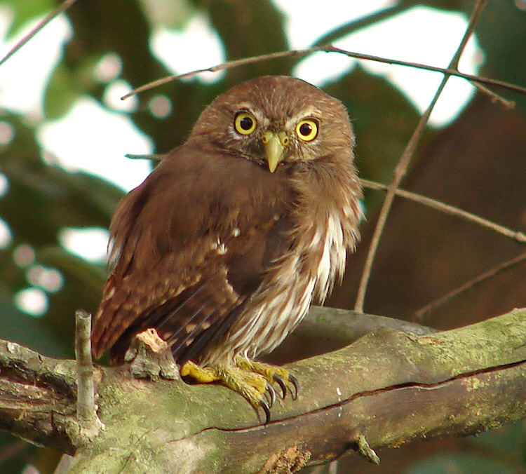 Side profile of a Ridgway's Pygmy Owl looking at us by Gildardo Bernal