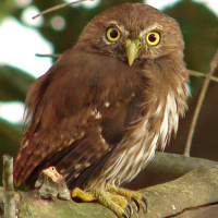 Ridgway's Pygmy Owl