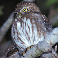 Ridgway's Pygmy Owl